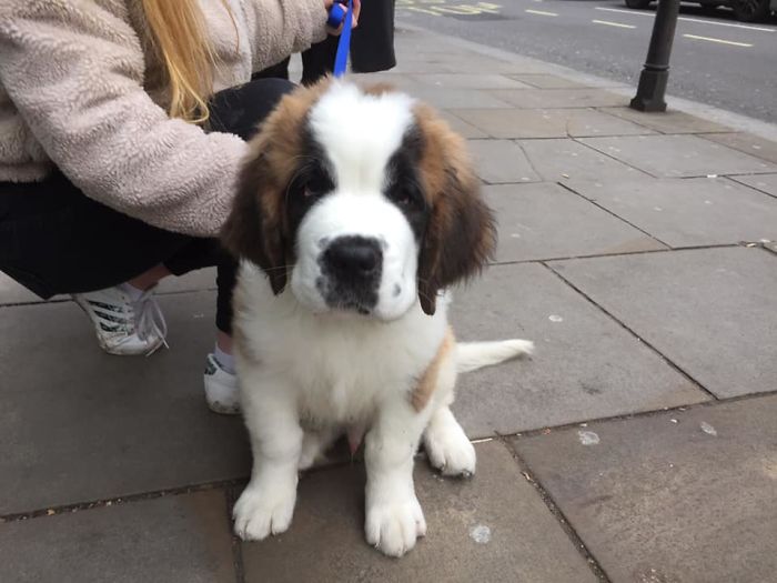 Dear People Of Dogspotting I Am Writing This Message Because I Am Dead. I Died. Right Then And There Because Bruno Is The Most Floofiest Cutest And Goodest Boi That’s Just Out And About For The First Time Since His Jabs! It Took Everything In My Power Not Cry In Public On The Street Near My Work. And I Stroked Him For Lots Of Minutes. 100000000000000000000/10 Would Die Again! Never Met A Baby Bernard Before. Also Don’t Want To Ignore The Bestest Retriever Who Understood Why Fluffybutt Was Getting All The Attention. Grace Poise And Dignity. 20000000000000000/10 Would Steal Both Dogs And Enjoy My New Life Of Crime!