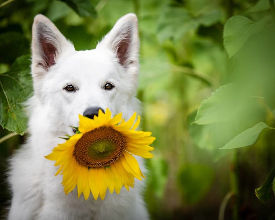 Woman’s Photoshoot Of Her Three Dogs With Sunflowers Goes Hilariously Wrong When They Discover How Tasty The Flowers Are Woman’s Photoshoot Of Her Three Dogs With Sunflowers Goes Hilariously Wrong When They Discover How Tasty The Flowers Are