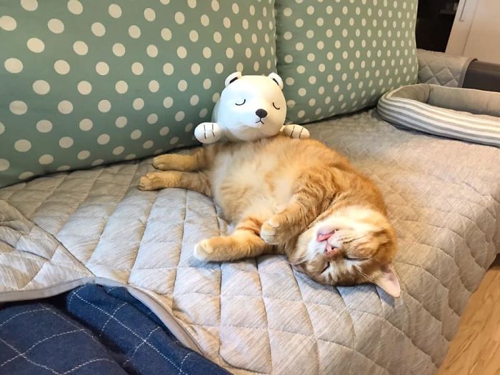 This Adorable Ginger Cat Sleeps All Day But Is Constantly Tired, And People Think It&rsquo;s Absolutely Relatable (17 Pics)