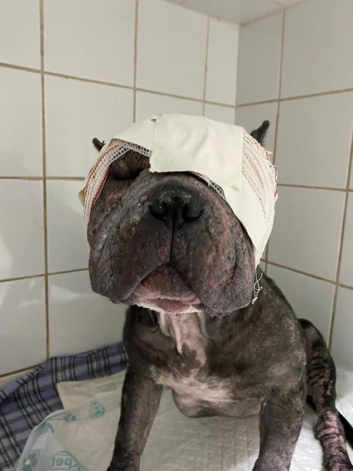 This Abandoned Pit Bull Was Certain To Die Alone, But Then This Good-Willed Man Found Her (20 Pics) This Abandoned Pit Bull Was Certain To Die Alone, But Then This Good-Willed Man Found Her (20 Pics)