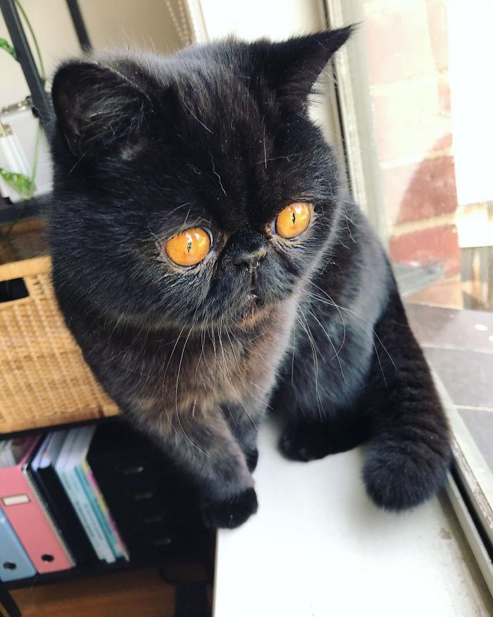 Couple Gets A Cat, And As He Gets Older, His Eyes Change Into Round, Orange, Horror-Like Eyes Couple Gets A Cat, And As He Gets Older, His Eyes Change Into Round, Orange, Horror-Like Eyes