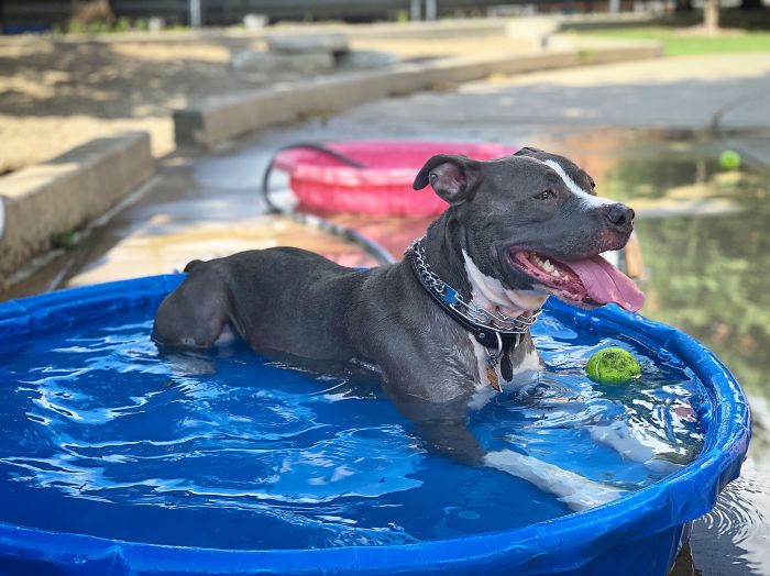 Peaches She Loves The Summer, Tennis Balls , Cold Kiddie Pools.