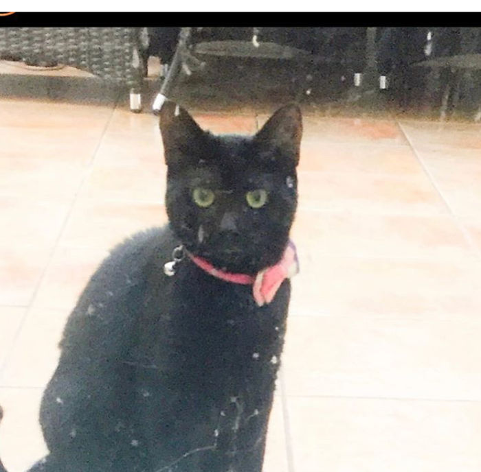 Accidentally Locked Arya In The Conservatory, The Look On Her Face I Should Of Called Her Cersie. I Was Little Bit Scared To Let Her Back In The House