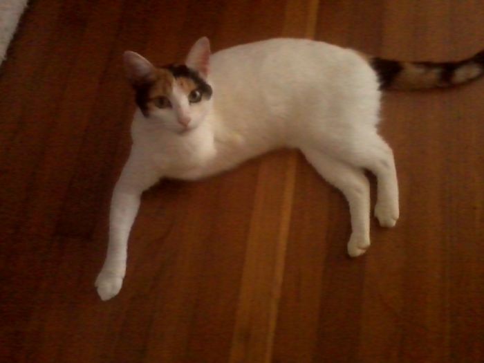 Persephone, My Tri-Color Tripod.