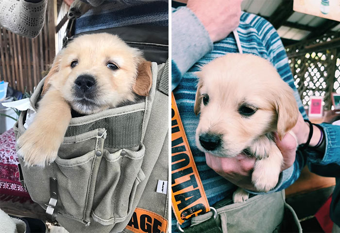 Cutest Golden Retrievers!!!! Spotted At Ithaca’s Farmer’s Market
