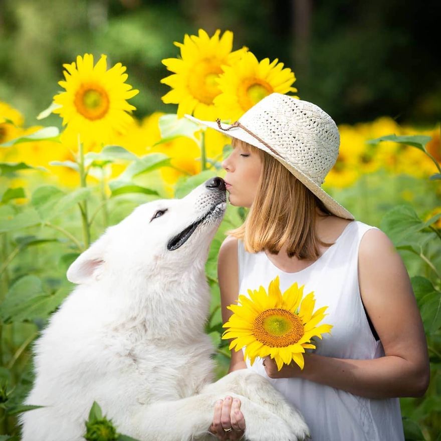 Woman’s Photoshoot Of Her Three Dogs With Sunflowers Goes Hilariously Wrong When They Discover How Tasty The Flowers Are Woman’s Photoshoot Of Her Three Dogs With Sunflowers Goes Hilariously Wrong When They Discover How Tasty The Flowers Are