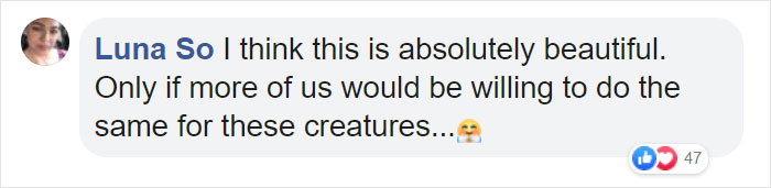 Woman Records This Stranger Leading A Parade Of Dogs, Cats, And Birds Down The Street, And The Scene Looks Magical Woman Records This Stranger Leading A Parade Of Dogs, Cats, And Birds Down The Street, And The Scene Looks Magical