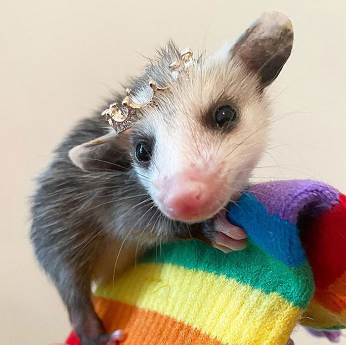 Meet Sesame, The Skunk Who Broke All Stereotypes Of His Species