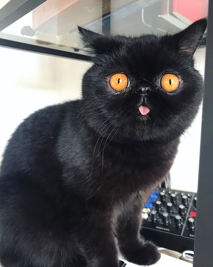 Couple Gets A Cat, And As He Gets Older, His Eyes Change Into Round, Orange, Horror-Like Eyes