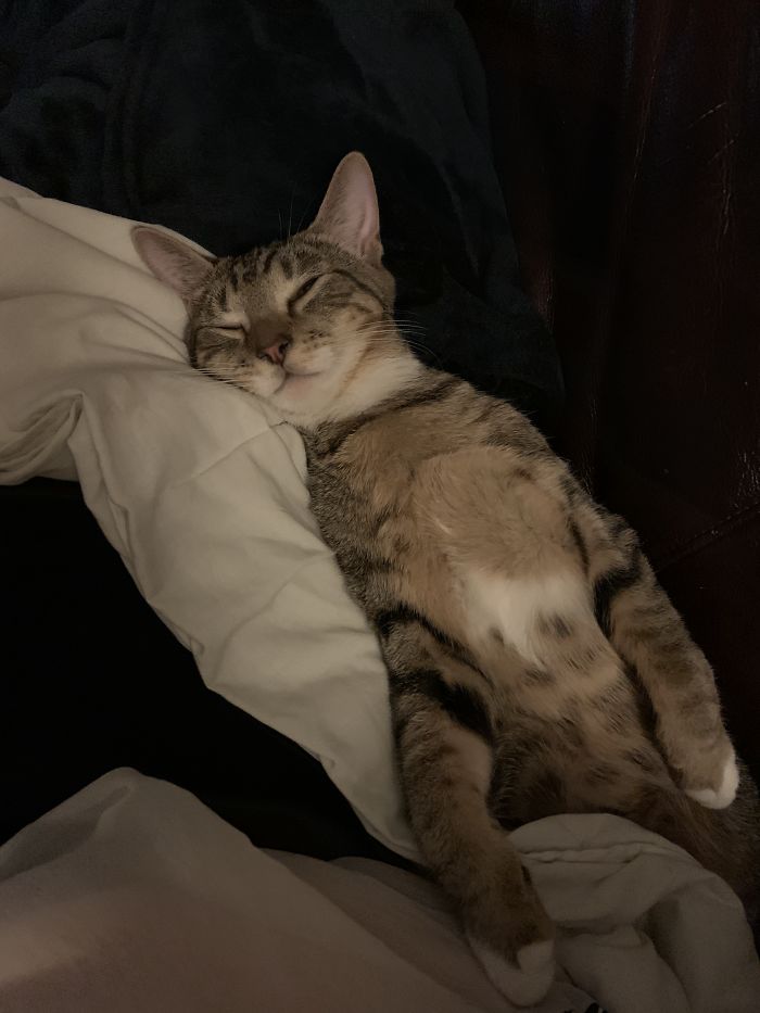 Baby Otis, Tuckered Out From Being A *very* Naughty Boy, Lol