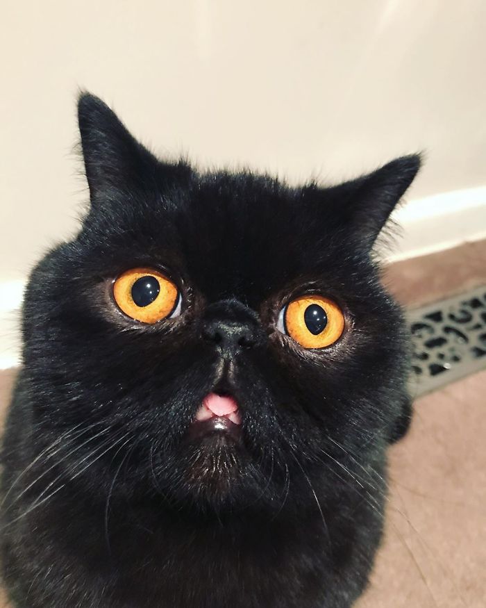 Couple Gets A Cat, And As He Gets Older, His Eyes Change Into Round, Orange, Horror-Like Eyes Couple Gets A Cat, And As He Gets Older, His Eyes Change Into Round, Orange, Horror-Like Eyes
