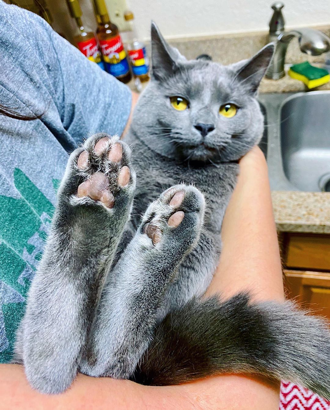 Owner Sets Up A Cam To Check On Her Cat, Finds "Heartbreaking Evidence" Of How Her Cat Missed Her Owner Sets Up A Cam To Check On Her Cat, Finds "Heartbreaking Evidence" Of How Her Cat Missed Her