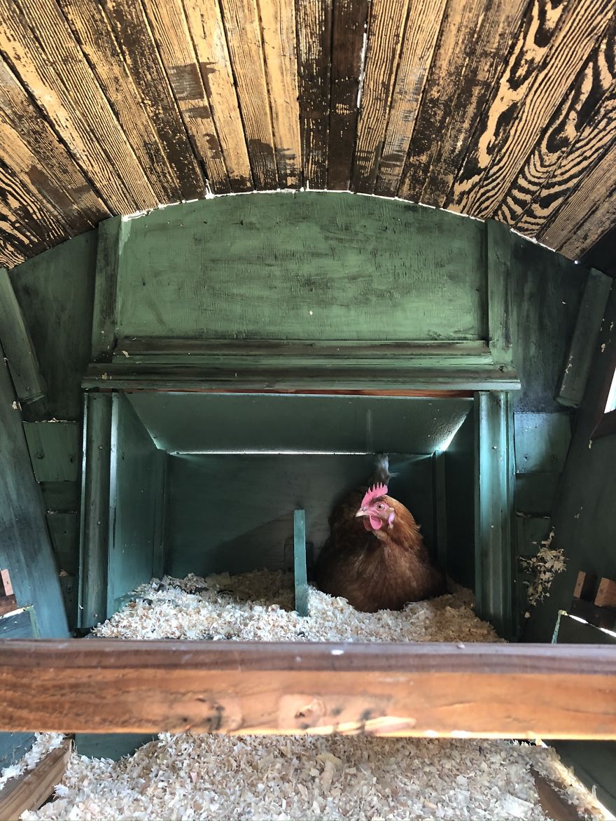 I've Built This DIY Chicken Coop Out Of Up-Cycled Items During Quarantine (16 Pics) I've Built This DIY Chicken Coop Out Of Up-Cycled Items During Quarantine (16 Pics)