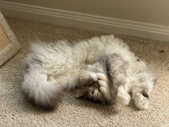 Amyk Has Turned Inside Out After Her New Summer Hair Cut! And Yes She Loves Tummy Rubs!