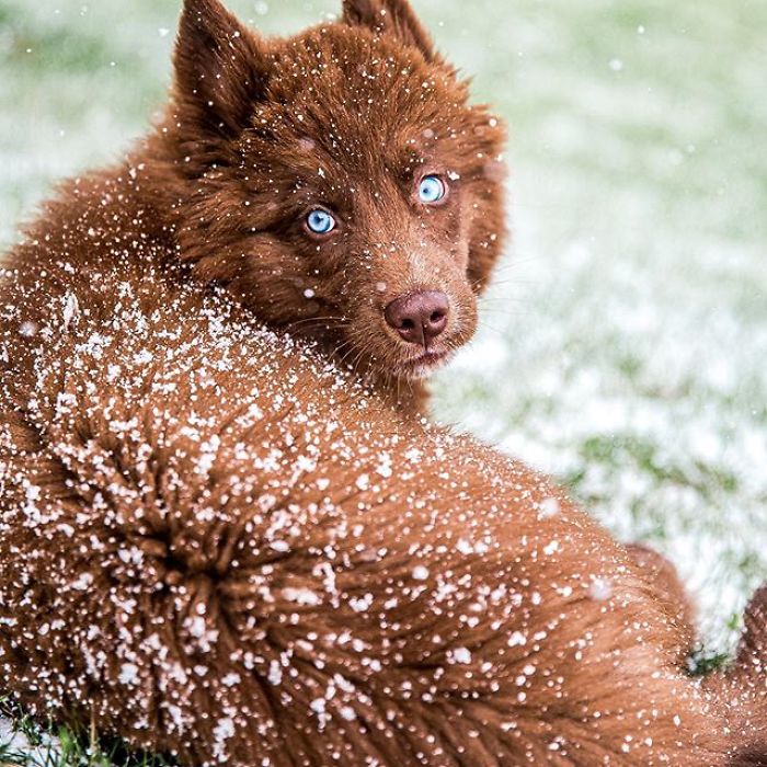 An Extremely Rare Fully Chocolate (Brown) Siberian Husky