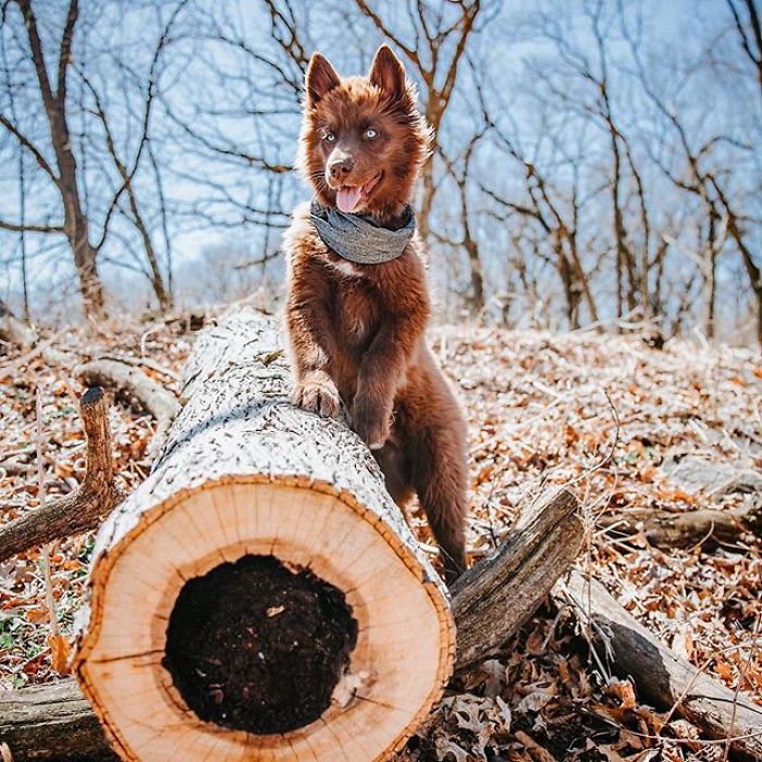 An Extremely Rare Fully Chocolate (Brown) Siberian Husky