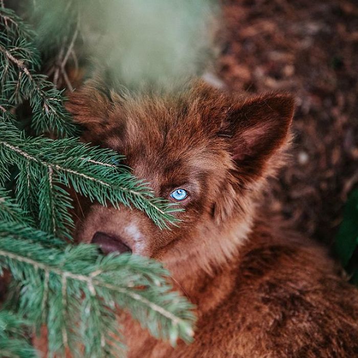 An Extremely Rare Fully Chocolate (Brown) Siberian Husky