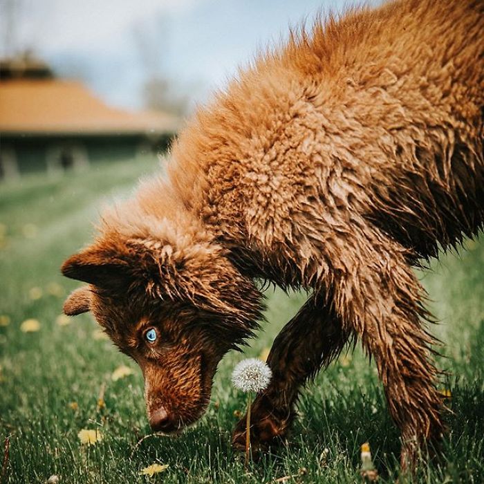 An Extremely Rare Fully Chocolate (Brown) Siberian Husky