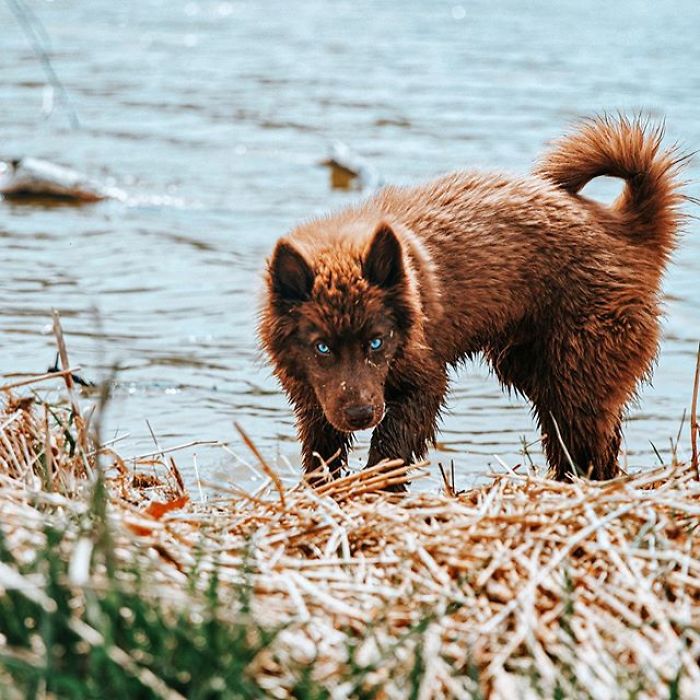 An Extremely Rare Fully Chocolate (Brown) Siberian Husky