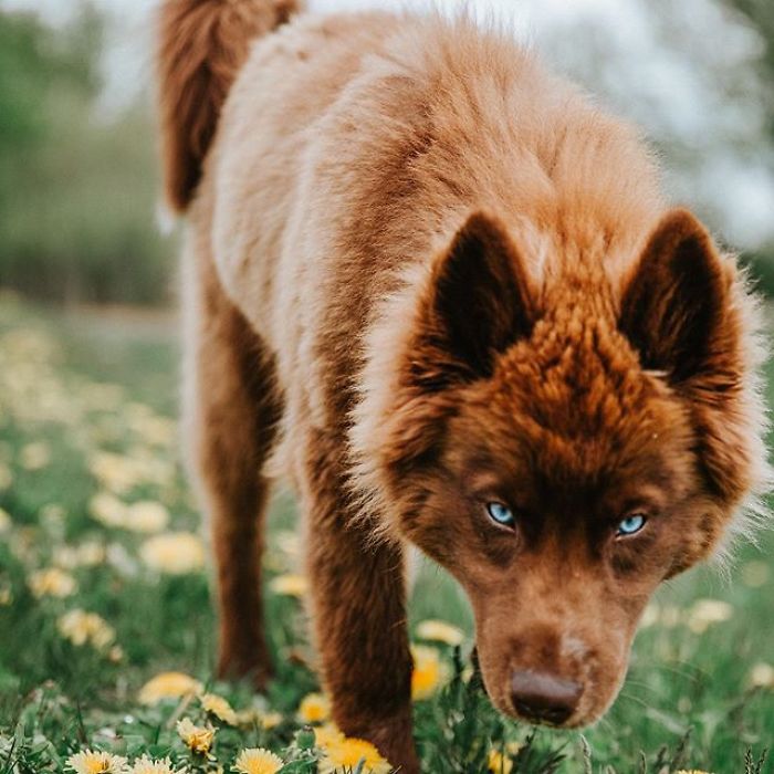 An Extremely Rare Fully Chocolate (Brown) Siberian Husky