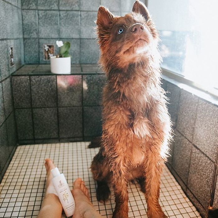 An Extremely Rare Fully Chocolate (Brown) Siberian Husky