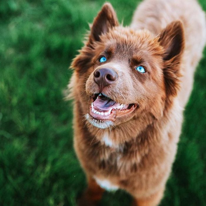 An Extremely Rare Fully Chocolate (Brown) Siberian Husky