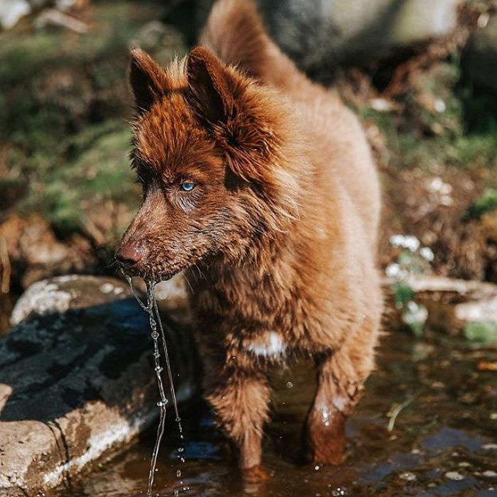 An Extremely Rare Fully Chocolate (Brown) Siberian Husky