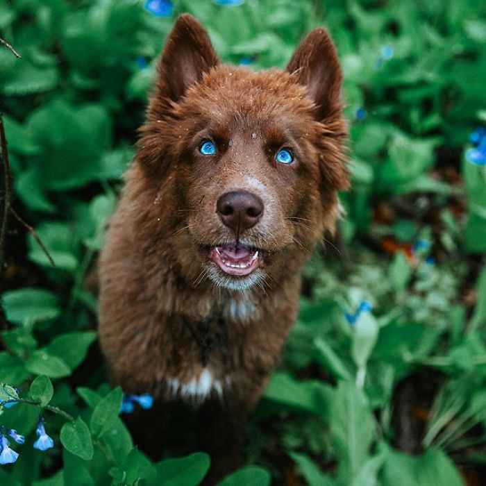 An Extremely Rare Fully Chocolate (Brown) Siberian Husky