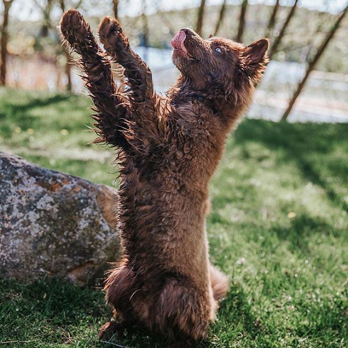 An Extremely Rare Fully Chocolate (Brown) Siberian Husky