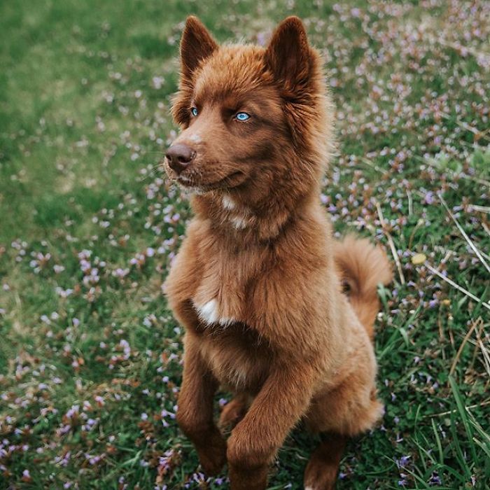 An Extremely Rare Fully Chocolate (Brown) Siberian Husky