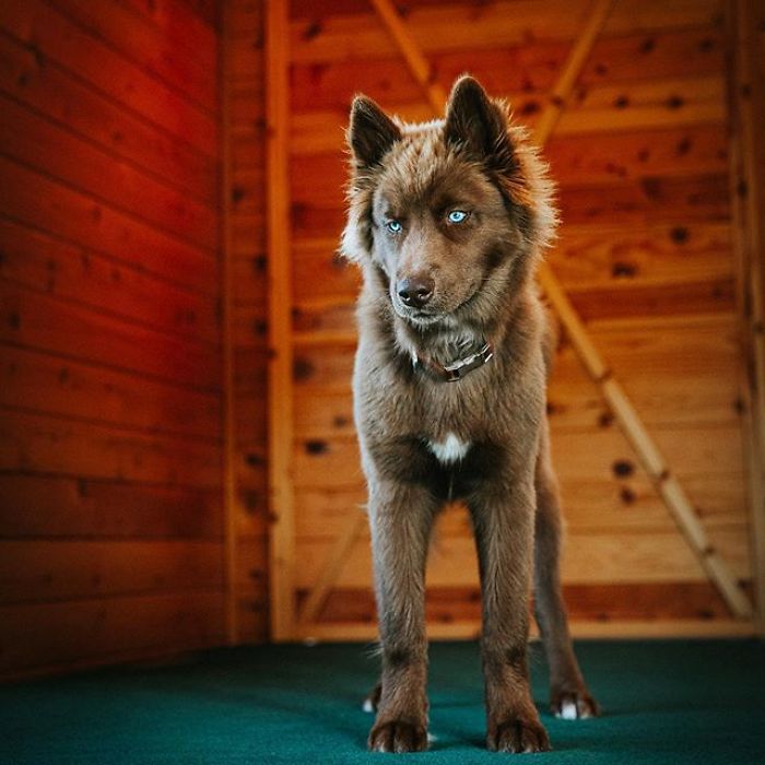 An Extremely Rare Fully Chocolate (Brown) Siberian Husky