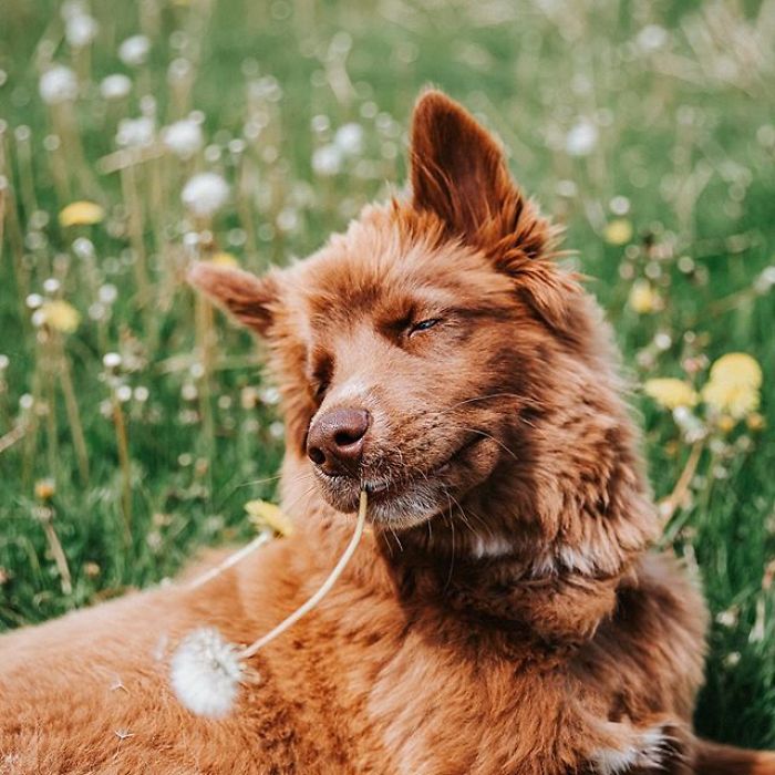 An Extremely Rare Fully Chocolate (Brown) Siberian Husky