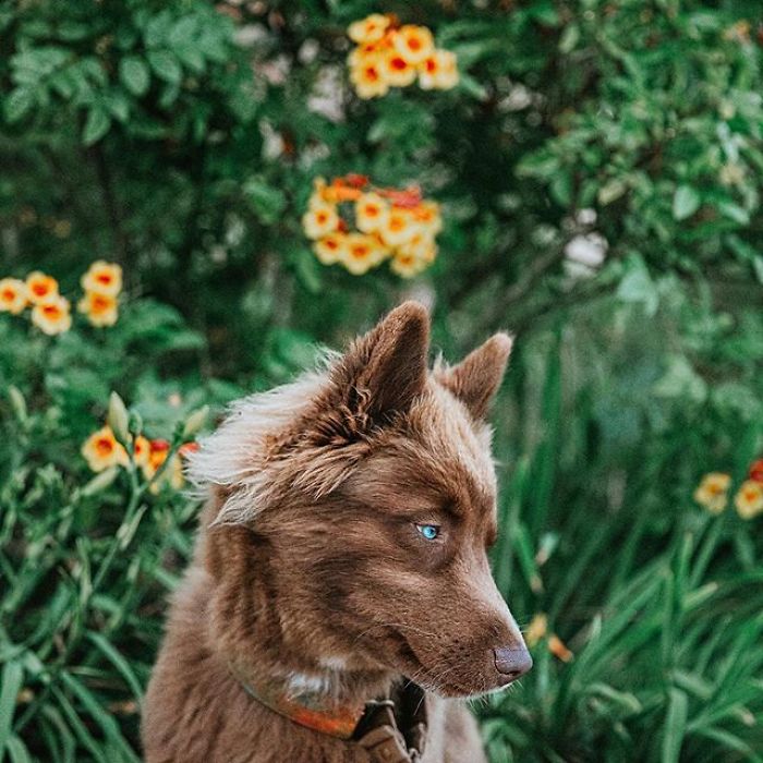An Extremely Rare Fully Chocolate (Brown) Siberian Husky