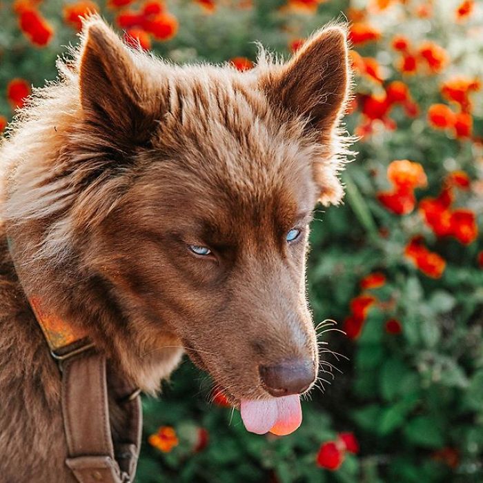 An Extremely Rare Fully Chocolate (Brown) Siberian Husky