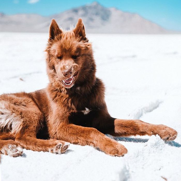 An Extremely Rare Fully Chocolate (Brown) Siberian Husky
