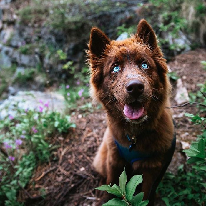 An Extremely Rare Fully Chocolate (Brown) Siberian Husky