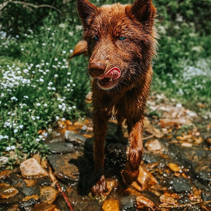 An Extremely Rare Fully Chocolate (Brown) Siberian Husky