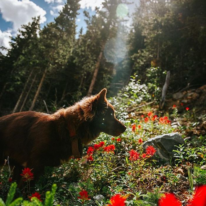 An Extremely Rare Fully Chocolate (Brown) Siberian Husky