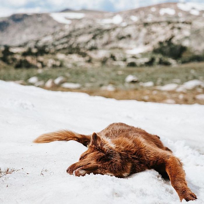 An Extremely Rare Fully Chocolate (Brown) Siberian Husky