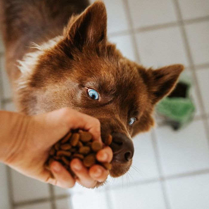 An Extremely Rare Fully Chocolate (Brown) Siberian Husky