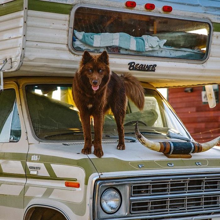 An Extremely Rare Fully Chocolate (Brown) Siberian Husky