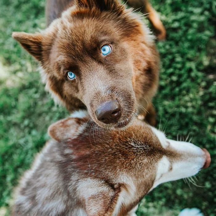 An Extremely Rare Fully Chocolate (Brown) Siberian Husky