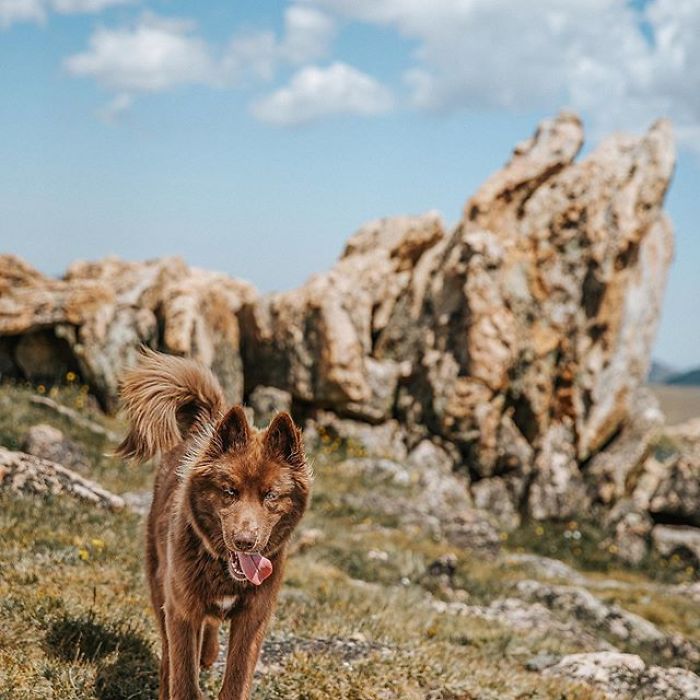 An Extremely Rare Fully Chocolate (Brown) Siberian Husky