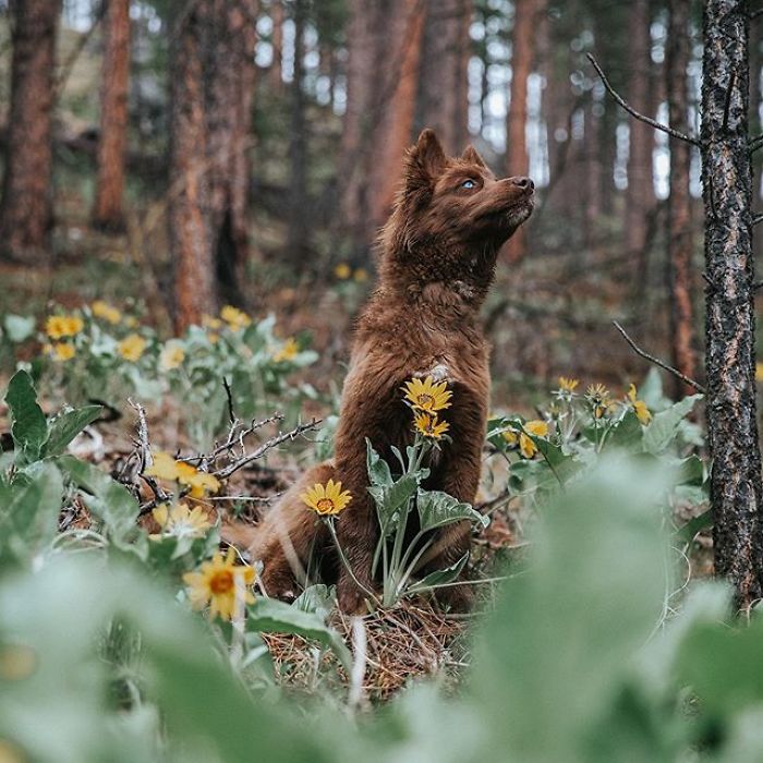 An Extremely Rare Fully Chocolate (Brown) Siberian Husky