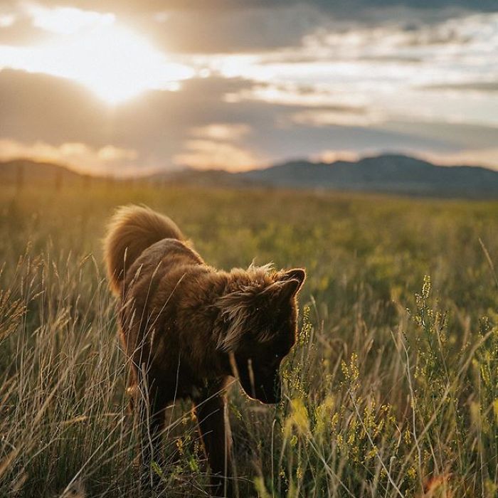 An Extremely Rare Fully Chocolate (Brown) Siberian Husky
