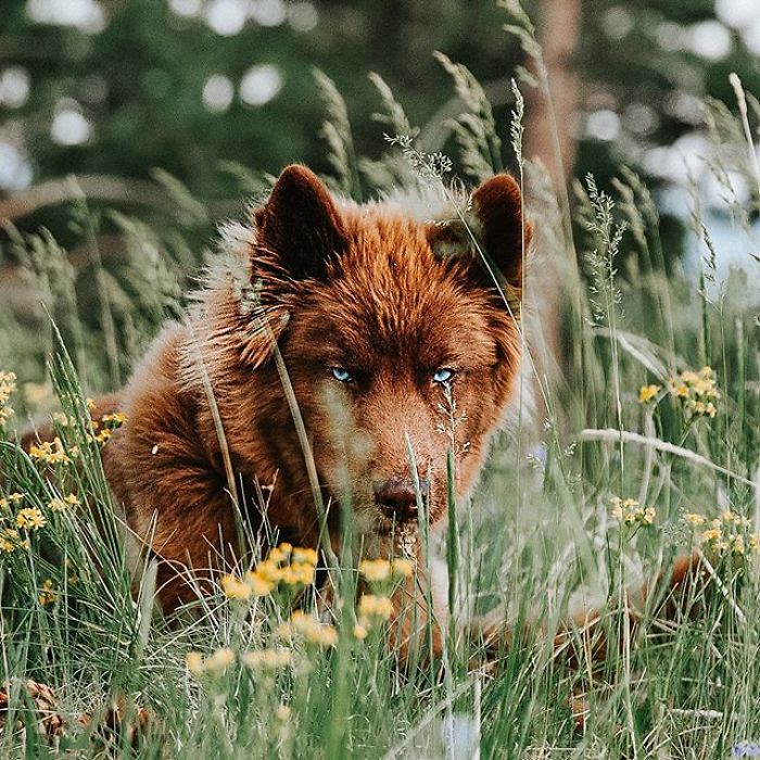 An Extremely Rare Fully Chocolate (Brown) Siberian Husky