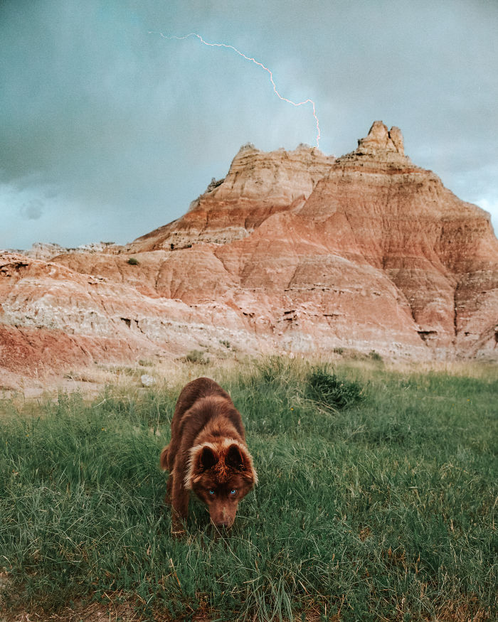 An Extremely Rare Fully Chocolate (Brown) Siberian Husky