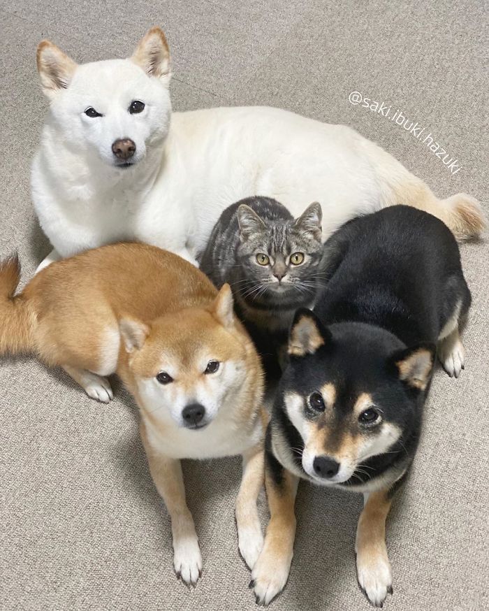 Cat-Thinks-She-Is-Dog-Saki-Ibuki-Hazuki