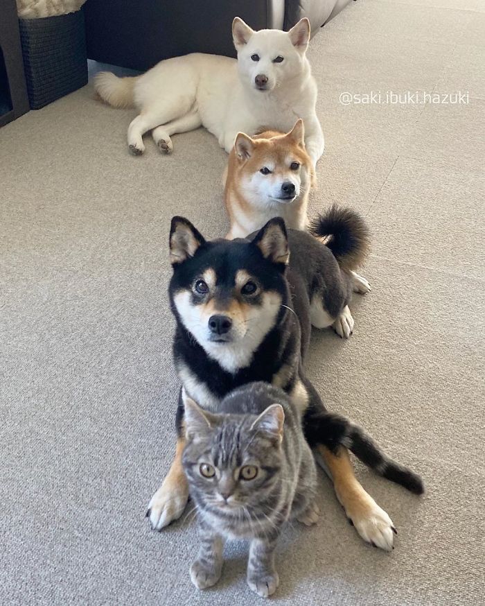 Cat-Thinks-She-Is-Dog-Saki-Ibuki-Hazuki