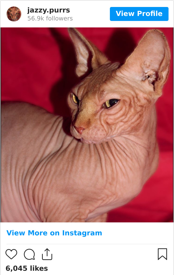 Jazzypurrs-Jasper-Cat-Sphinx-Eyeless